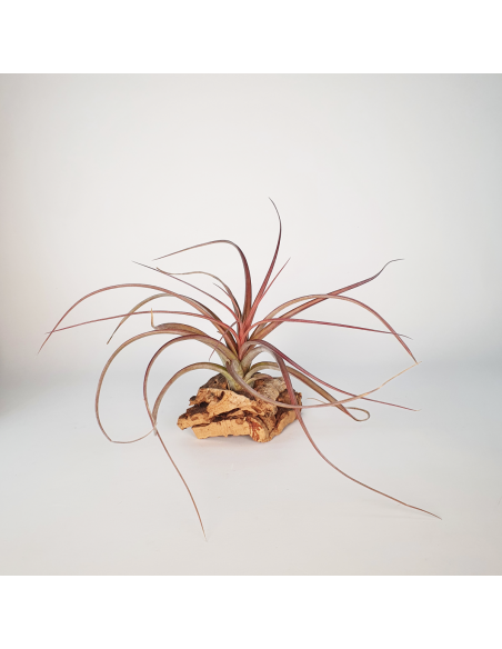 Tillandsia Heather Blush Ecoterrazas