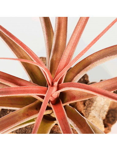 Tillandsia Heather Blush Ecoterrazas