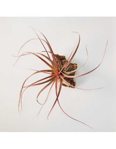 Tillandsia Heather Blush Ecoterrazas