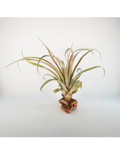 Tillandsia Rio Hondo Ecoterrazas