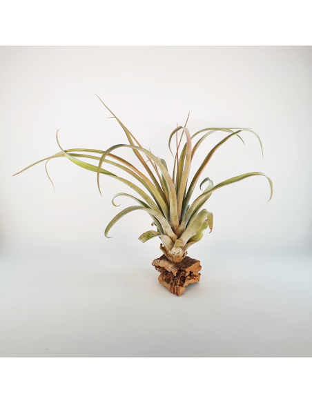 Tillandsia Rio Hondo Ecoterrazas