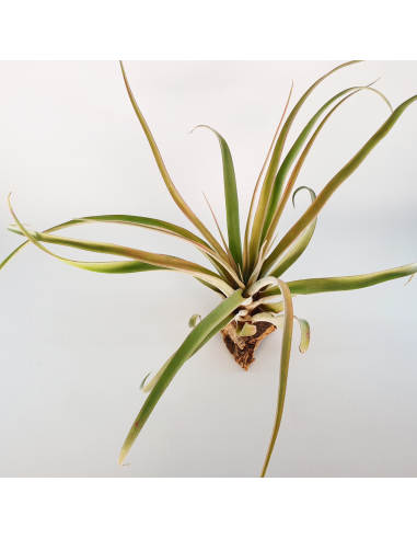 Tillandsia Rio Hondo Ecoterrazas