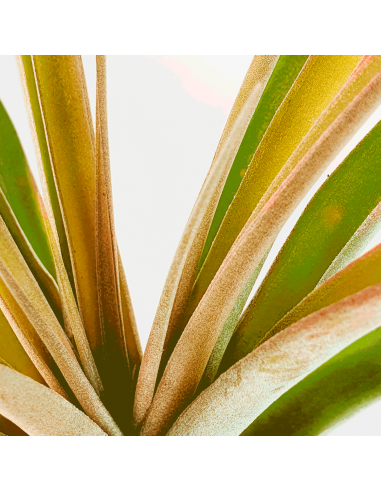 Tillandsia Rio Hondo Ecoterrazas