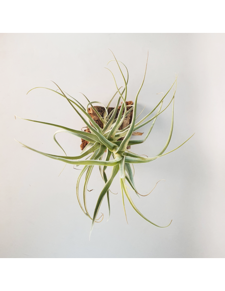 Tillandsia Straminea Apurimac Ecoterrazas