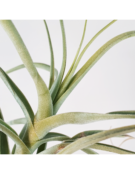 Tillandsia Straminea Apurimac Ecoterrazas