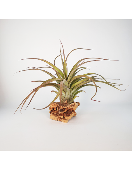 Tillandsia Eric Knobloch Ecoterrazas