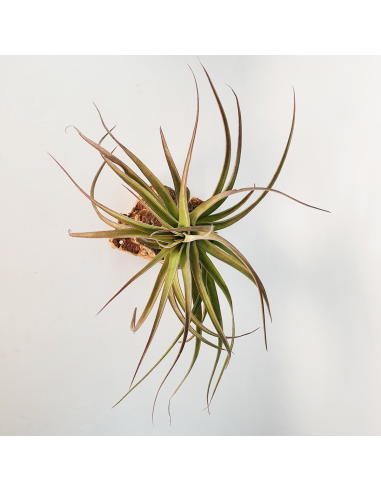 Tillandsia Eric Knobloch Ecoterrazas