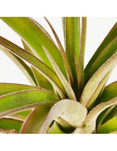 Tillandsia Eric Knobloch Ecoterrazas