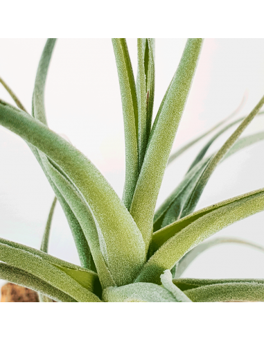 Tillandsia Veronica´s Mariposa Ecoterrazas
