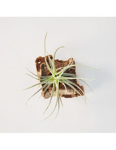 Tillandsia Veronica´s Mariposa Ecoterrazas