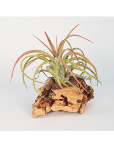 Tillandsia Victoria Ecoterrazas