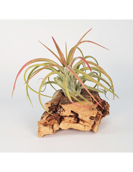 Tillandsia Victoria Ecoterrazas