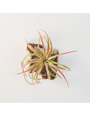 Tillandsia Victoria Ecoterrazas