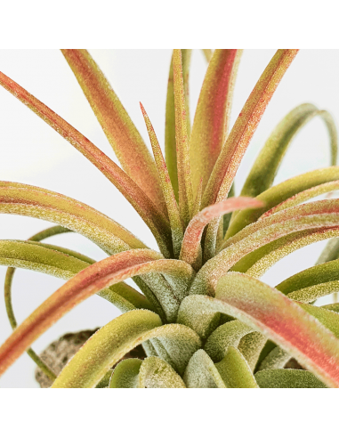 Tillandsia Victoria Ecoterrazas