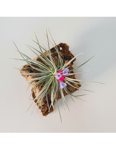 Tillandsia Tenuifolia Vaginata x Stricta Albiflora Ecoterrazas 2