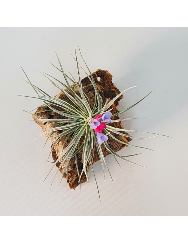 Tenuifolia Vaginata x Stricta Albiflora Tillandsia Hybrid Ecoterrazas