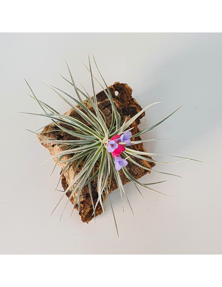 Tillandsia Tenuifolia Vaginata x Stricta Albiflora Ecoterrazas