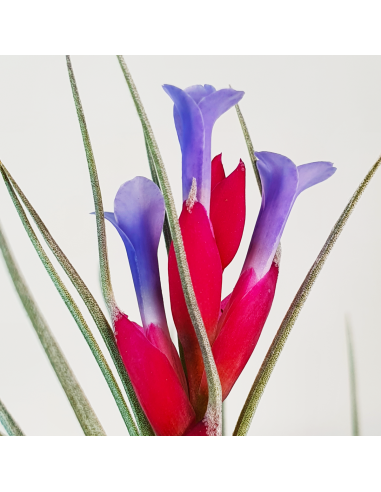 Tillandsia Tenuifolia Vaginata x Stricta Albiflora Ecoterrazas