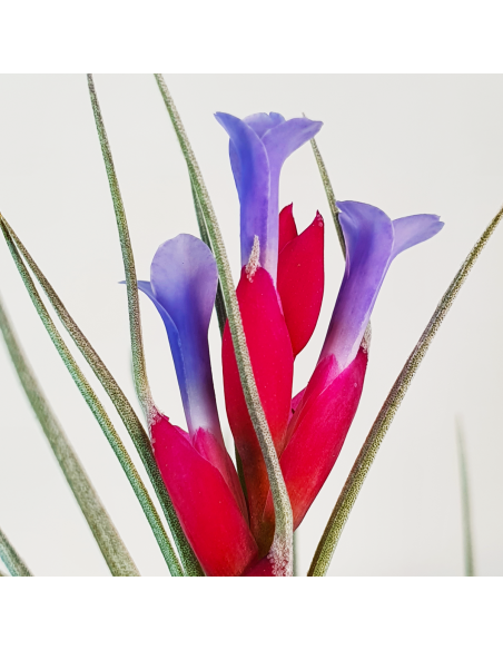 Tillandsia Tenuifolia Vaginata x Stricta Albiflora Ecoterrazas