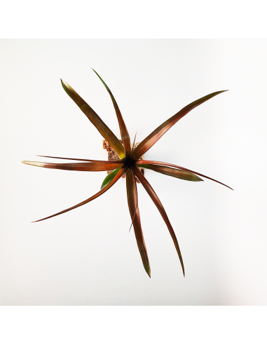 Tillandsia Flabellata Dark Leaf Spirit Ecoterrazas