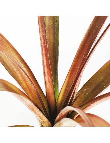 Tillandsia Flabellata Dark Leaf Spirit Ecoterrazas