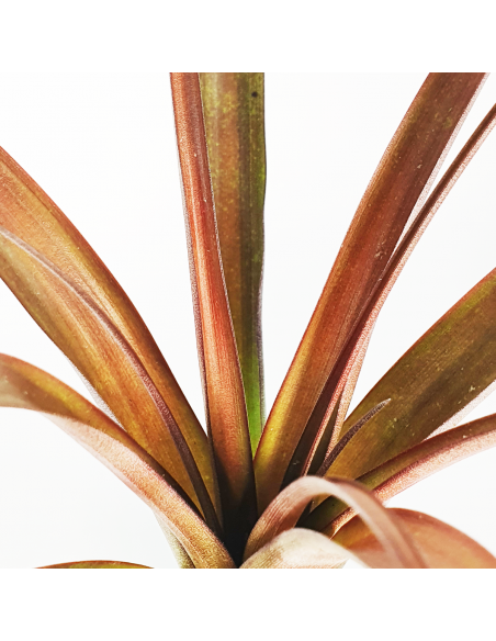 Tillandsia Flabellata Dark Leaf Spirit Ecoterrazas