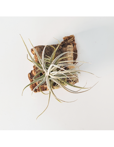 Tillandsia Ehlersiana Ecoterrazas