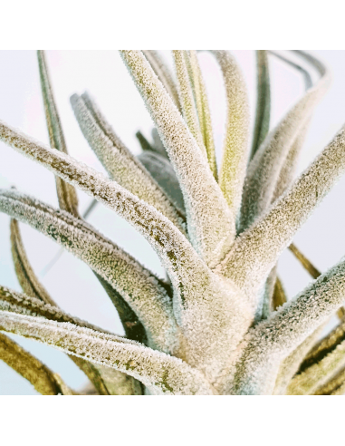 Tillandsia Ehlersiana Ecoterrazas