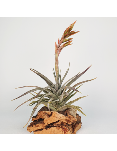 Tillandsia Didisticha Ecoterrazas