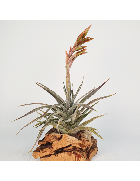 Tillandsia Didisticha Ecoterrazas