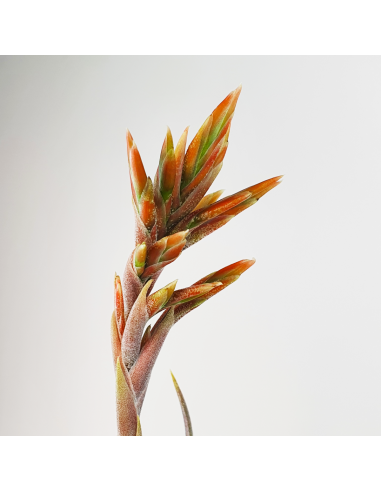 Tillandsia Didisticha Ecoterrazas