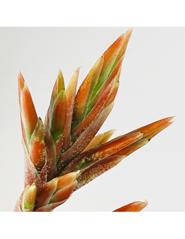 Tillandsia Didisticha Ecoterrazas