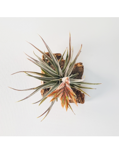 Tillandsia Didisticha Ecoterrazas 2
