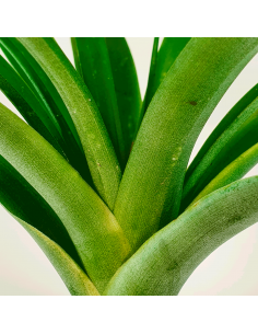Tillandsia Flabellata Rubra Ecoterrazas 2