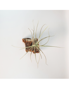 Tillandsia Reducta Ecoterrazas 2