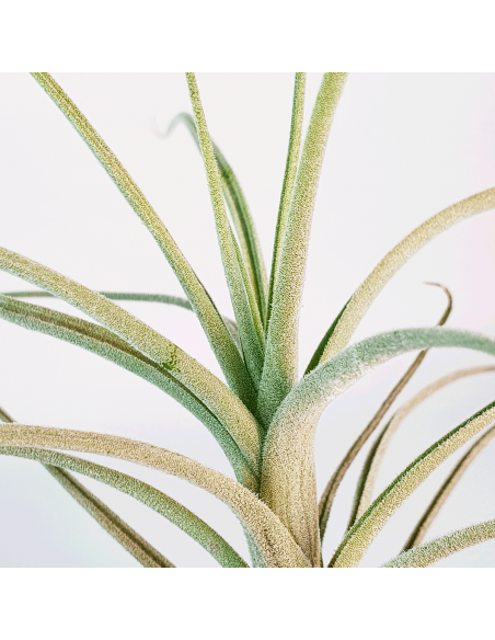 Tillandsia Reducta Ecoterrazas