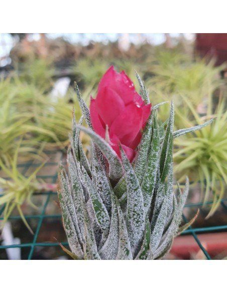 Tillandsia Kautskyi Size M Ecoterrazas