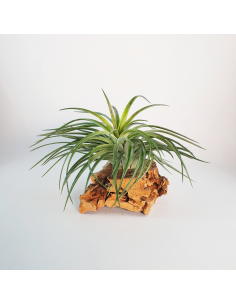 Rosy Gem Tillandsia Ecoterrazas