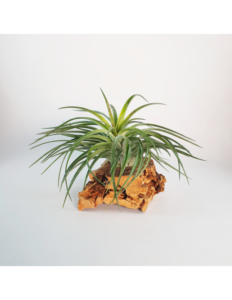 Rosy Gem Tillandsia Ecoterrazas