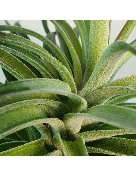 Rosy Gem Tillandsia Ecoterrazas