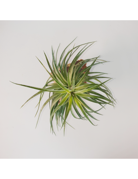 Rosy Gem Tillandsia Ecoterrazas