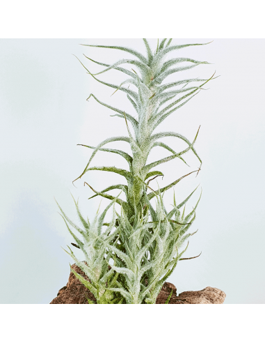 Stellifera pulk Tillandsia Ecoterrazas