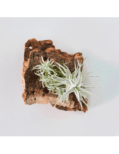 Tillandsia Stellifera Pulk Ecoterrazas 2