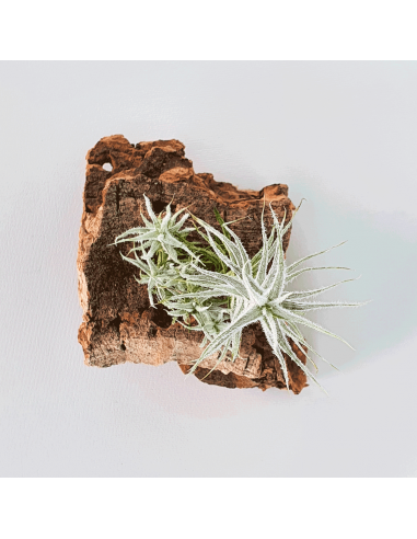 Stellifera pulk Tillandsia Ecoterrazas