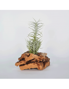 Tillandsia Stellifera Pulk Ecoterrazas