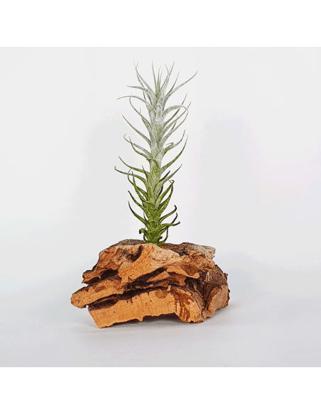 Tillandsia Stellifera Ecoterrazas