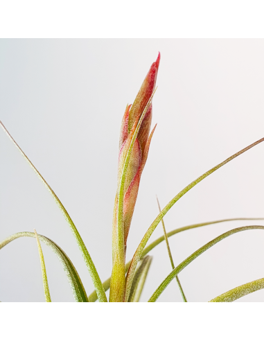 Tillandsia Holm`s Sesca   (Schiedeana x Baileyi) Ecoterrazas