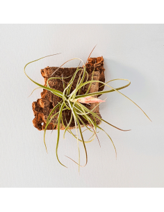 Tillandsia Holm`s Sesca   (Schiedeana x Baileyi) Ecoterrazas 2