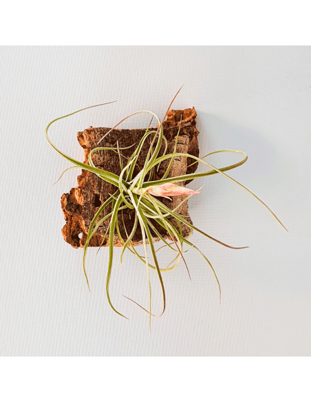 Tillandsia Holm`s Sesca   (Schiedeana x Baileyi) Ecoterrazas