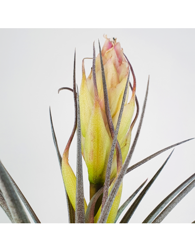 Tillandsia Houston Colossus   (Stricta x Recurvifolia) Ecoterrazas